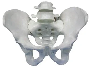 Pelvis with Two Lumbar Vertebrae Model Medical Science Simulator Teaching Aids for Medicine College Biology and Hospital