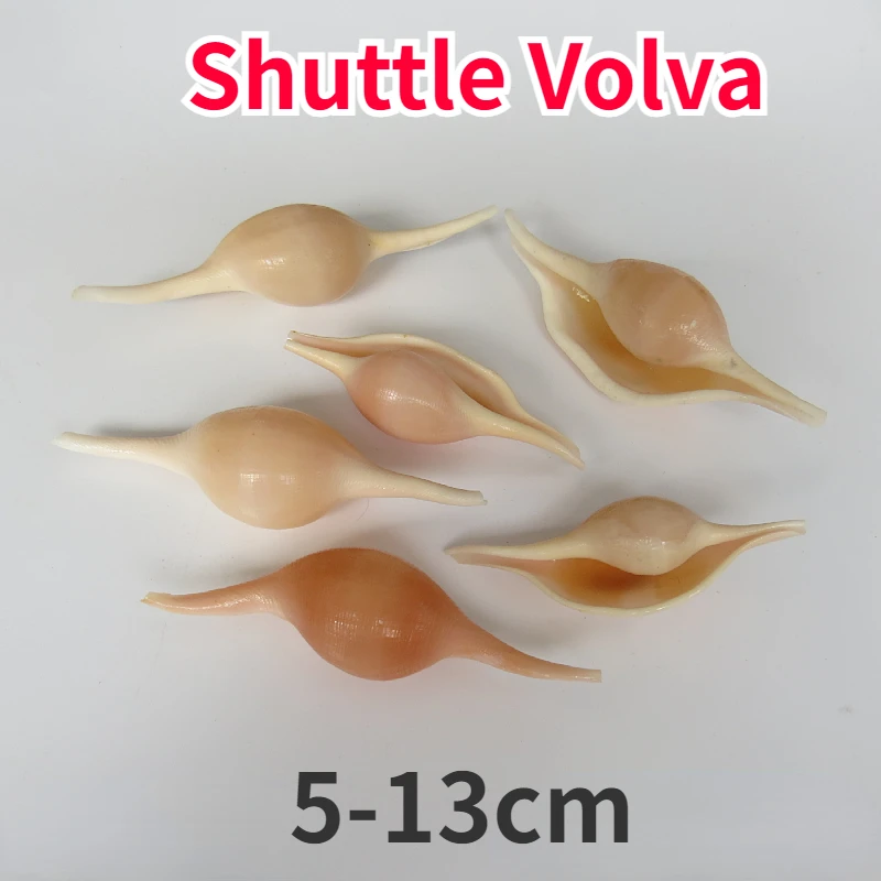 Volva volva habei Natural Conch Shell Home Collection Specimen Decoration Coral Fish Tank Scenery Shooting Prop Decoration