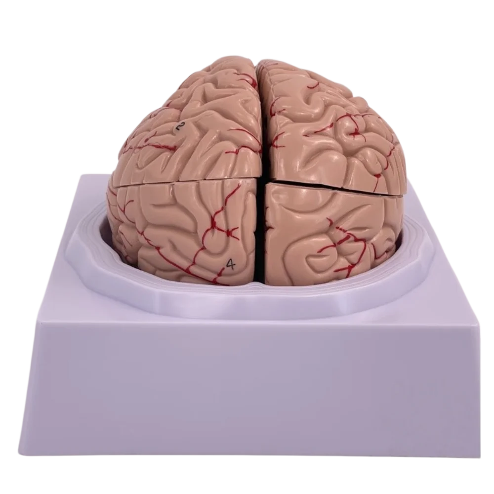Human Brain Anatomical Model Colored Function Brain Region Models for Medical Teaching