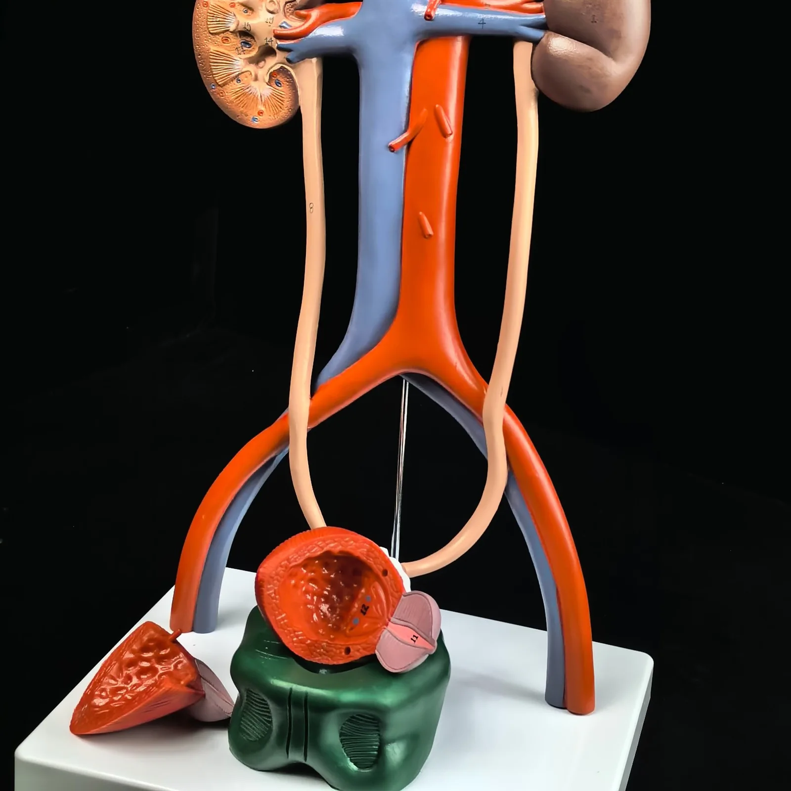 PVC Three Dimensional Urinary System Model With Artery Vein Kidney Anatomy Medical
