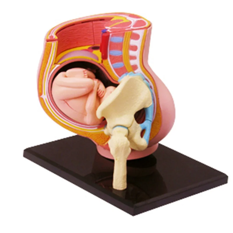 Medical-Torso Human Body Model Removable Parts Education Organs Model for Teaching Study Class Students(Pregnant)
