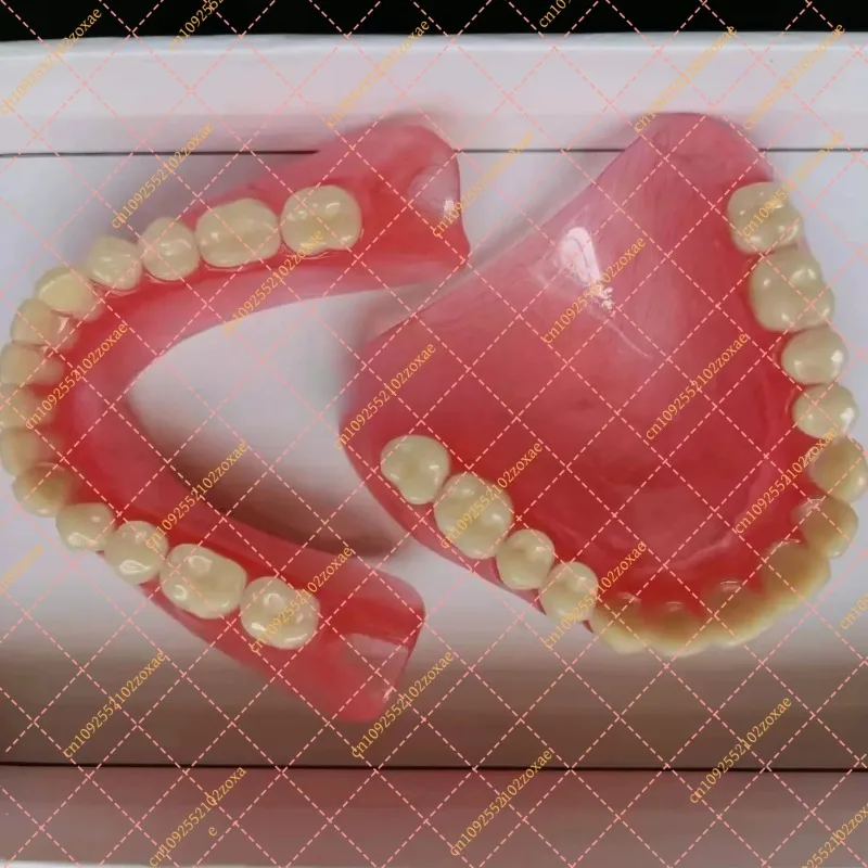 Wholesale Full Mouth Denture Sample Models, Elderly Full & Half Mouth Tooth Teaching Models Available