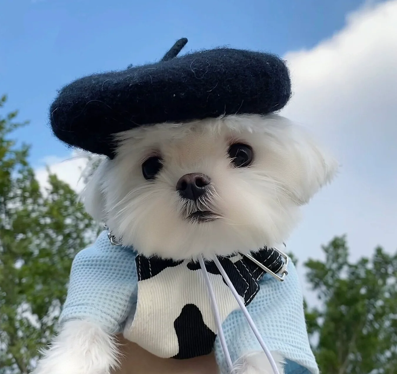 

Artist-Like Temperament, Multi-Color Pet Beret, Dog'S Wool Hat Decoration