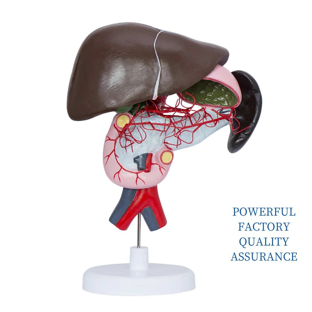 Celiac Artery Distribution Model Human Abdominal Cavity Anatomy Medical Supplies Educational Teaching Material for Medico Colleg