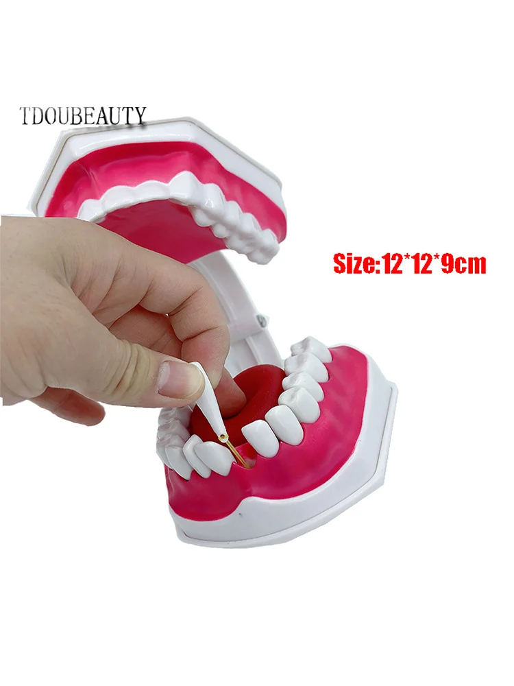 TDOUBEAUTY Adult Dental Tooth Model And Toothbrush With Removable High-Grade Teeth Teaching Model (With Tongue)