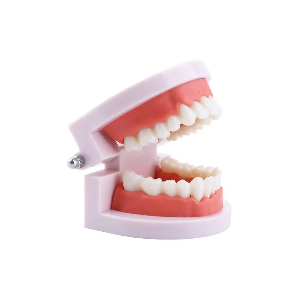 Pro White Dental Teaching Oral Education Typodont Demonstration Standard Teeth Model Teeth Model Denture Model Flesh Pink Gums