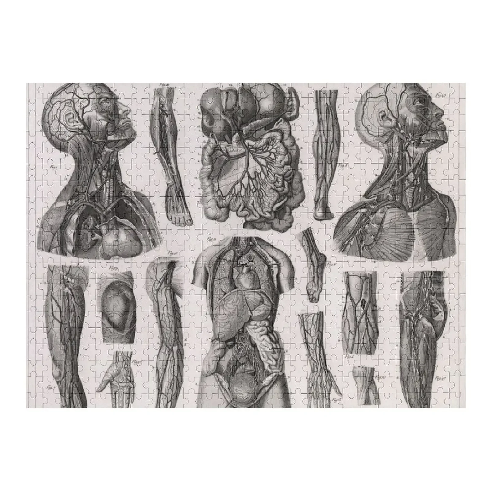 

1857 Diagram Anatomy including the Vascular System Jigsaw Puzzle Customs With Photo Custom Wooden Name Puzzle