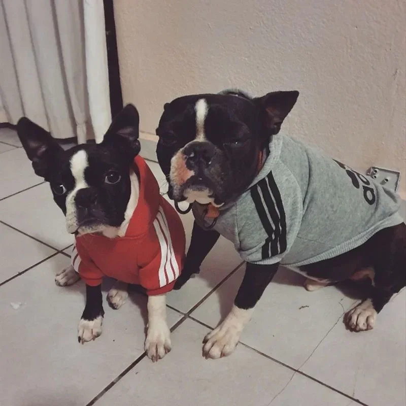 Thumbnail 2 - #29 Trending Puppy Coats Right Now