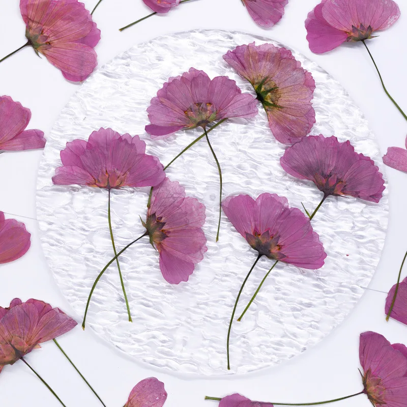 12 Stück, echt gefärbte gepresste Kosmosblumen, natürliche Pflanzen für DIY-Lesezeichen, Schulprojekte, Grußkarten & Heimdekoration – Detail 3