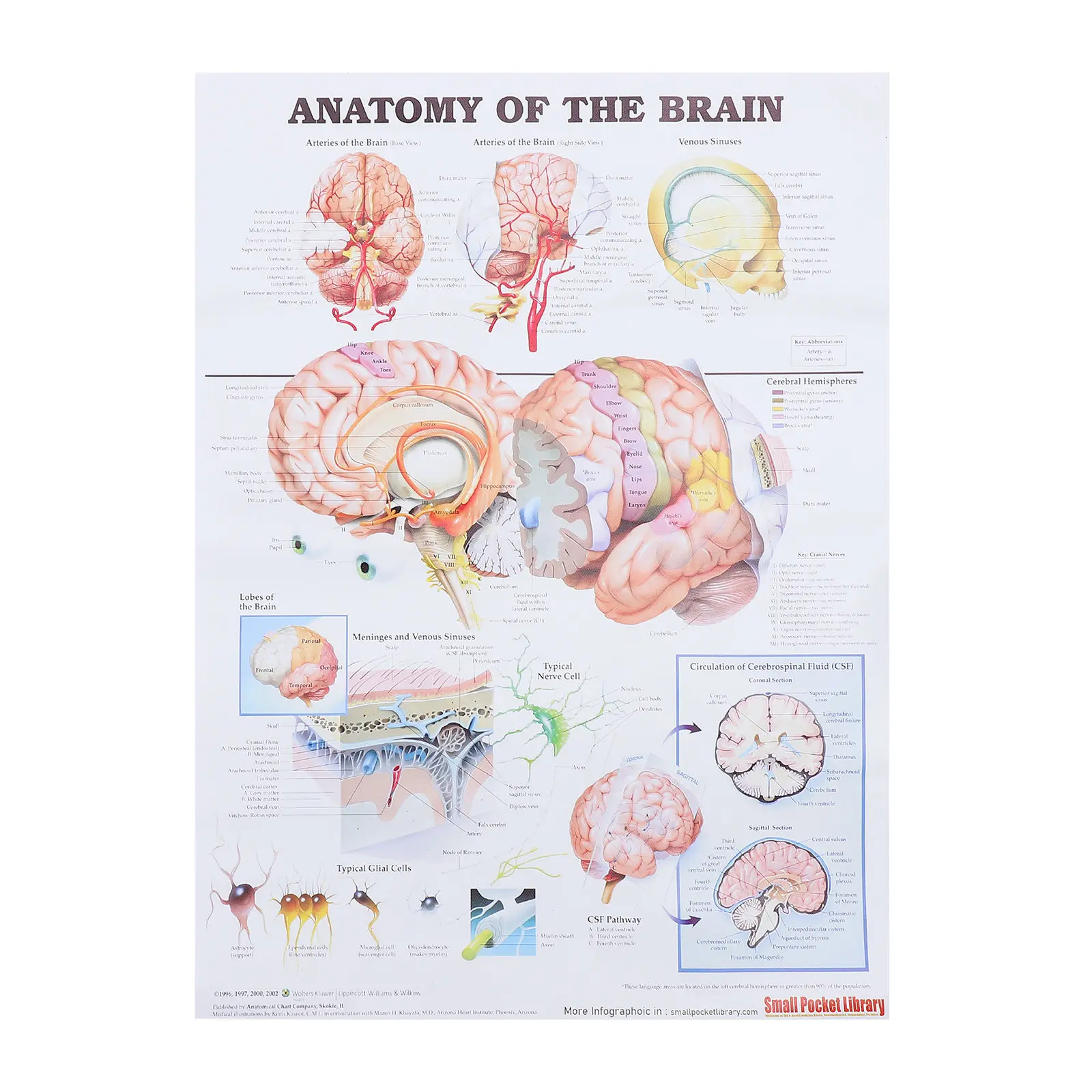 

Human Brain Anatomy Poster Clear Font Science Chart Medical Teaching Chart for School Hospital Laboratory Anatomy Wall Poster