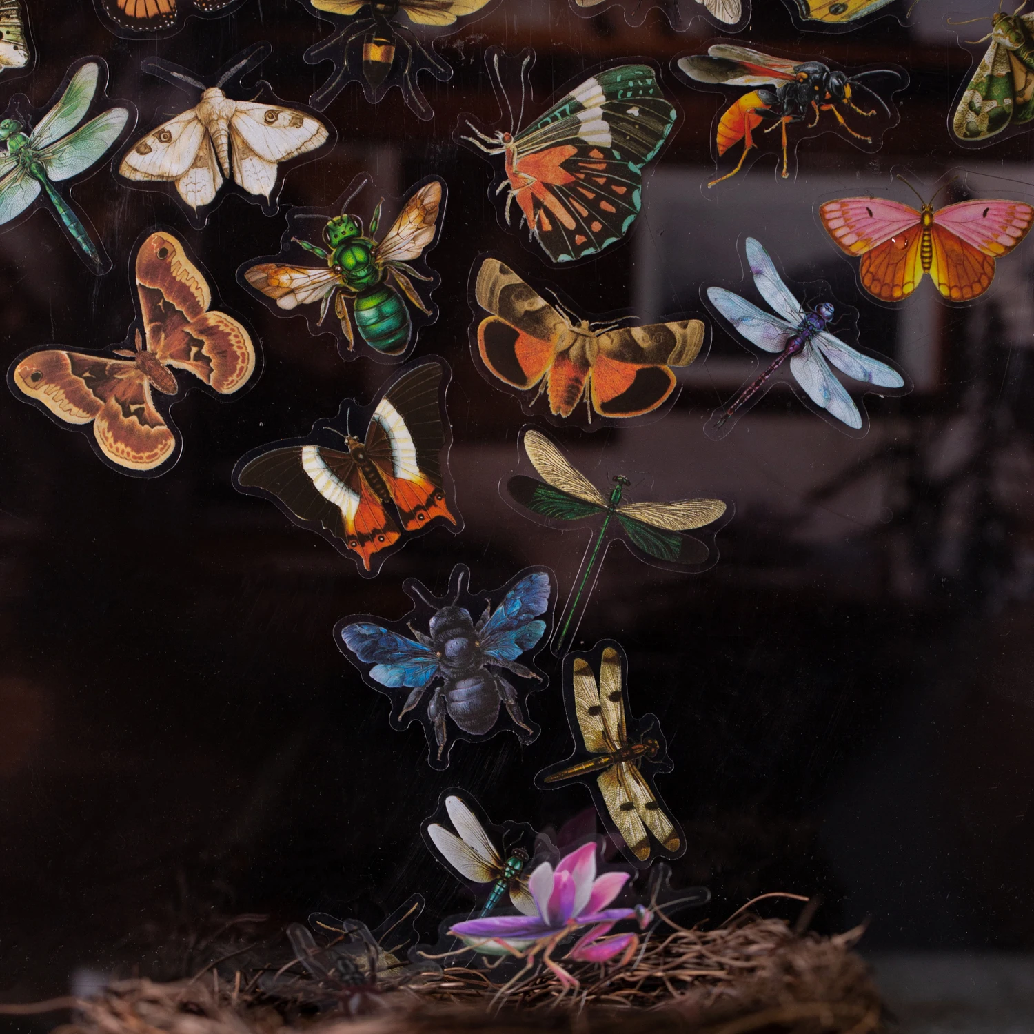 Insect Specimen Guidebook Serie Vintage Vlinder Libel Landschap PET Sticker Creatief Journal Materiaal Collage Briefpapier