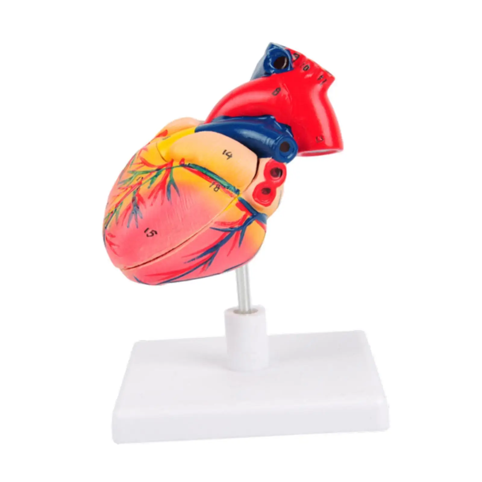 Human Heart Model, Human Heart Structure Model ,PVC Heart Anatomical Model, Teaching Aids for Biology Teaching,