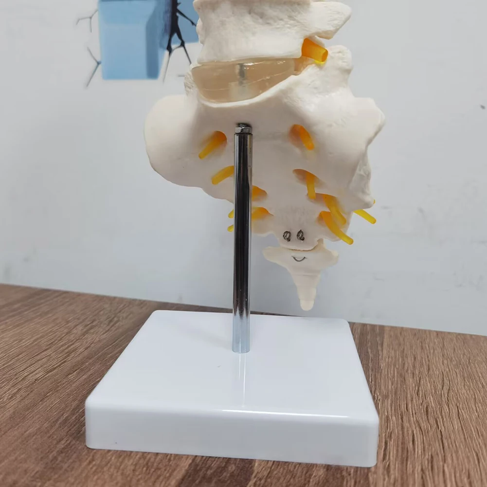 Teaching equipment model 5-segment lumbar spine with sacral accessory nerve Orthopedic teaching display teaching aids