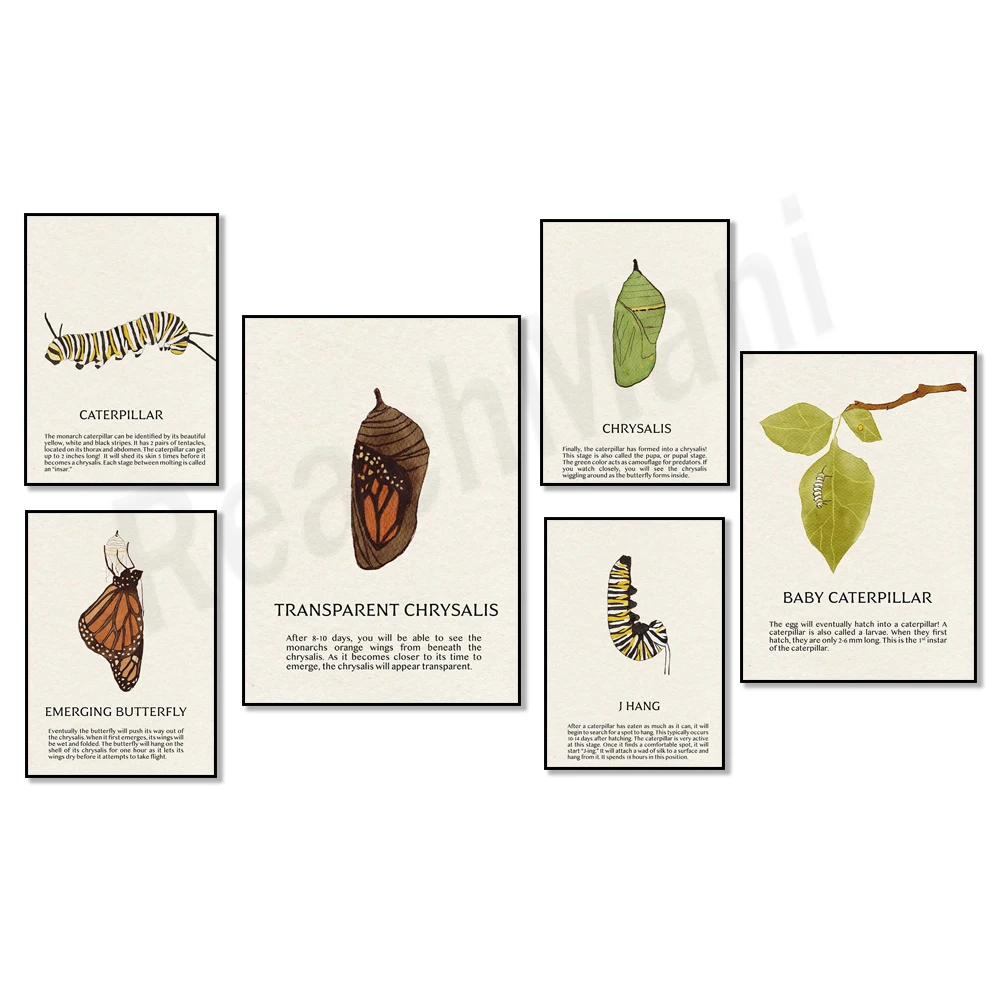 

Butterfly life cycle, vintage monarch butterfly life cycle canvas poster, home living room bedroom decoration poster