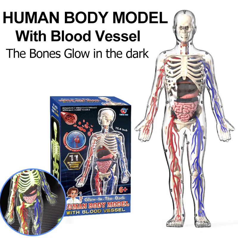 

4D Human Body Anatomy Model With Blood Vessel Children Plastic DIY Skeleton Toy Science Human Vascular Maniki For STEM Education