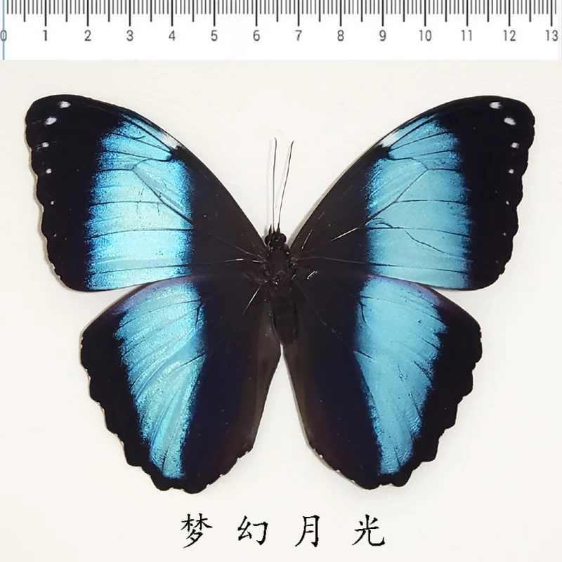 진짜 나비 표본 진짜 곤충 표본 유치원 작은 선물 대중적인 과학 장난감 장식적인 장식품 생일 선물