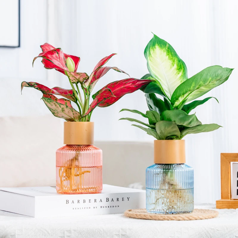

Transparent Hydroponic Pot Indoor Hydroponic Plant Pot Plastic Mini Pot Table Pot Home Bonsai Decoration