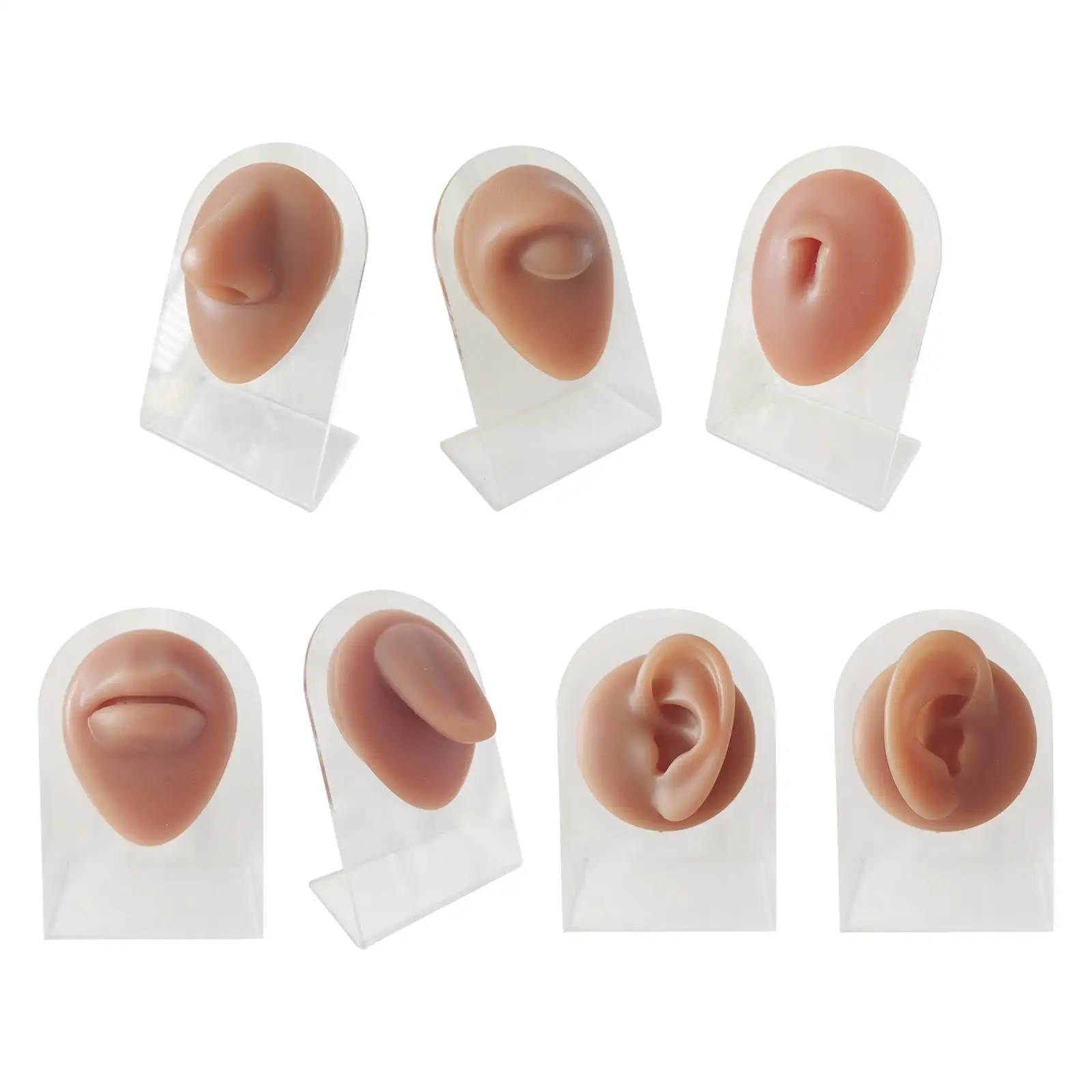 Human Body Part Models Silicone Modeling Texture for Home Office with Stand