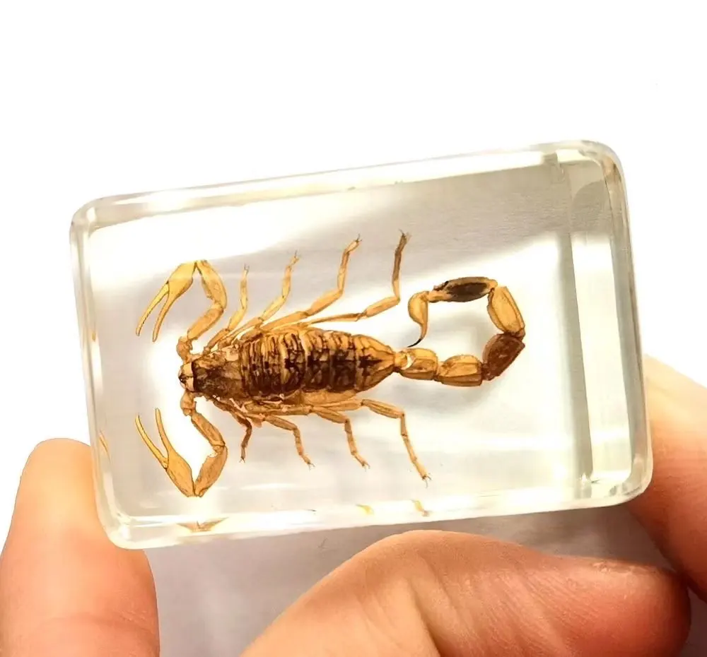 

short time 10 pcs Insect in Resin Specimen gold scorpion Collection Paperweights decoration accessories ymm