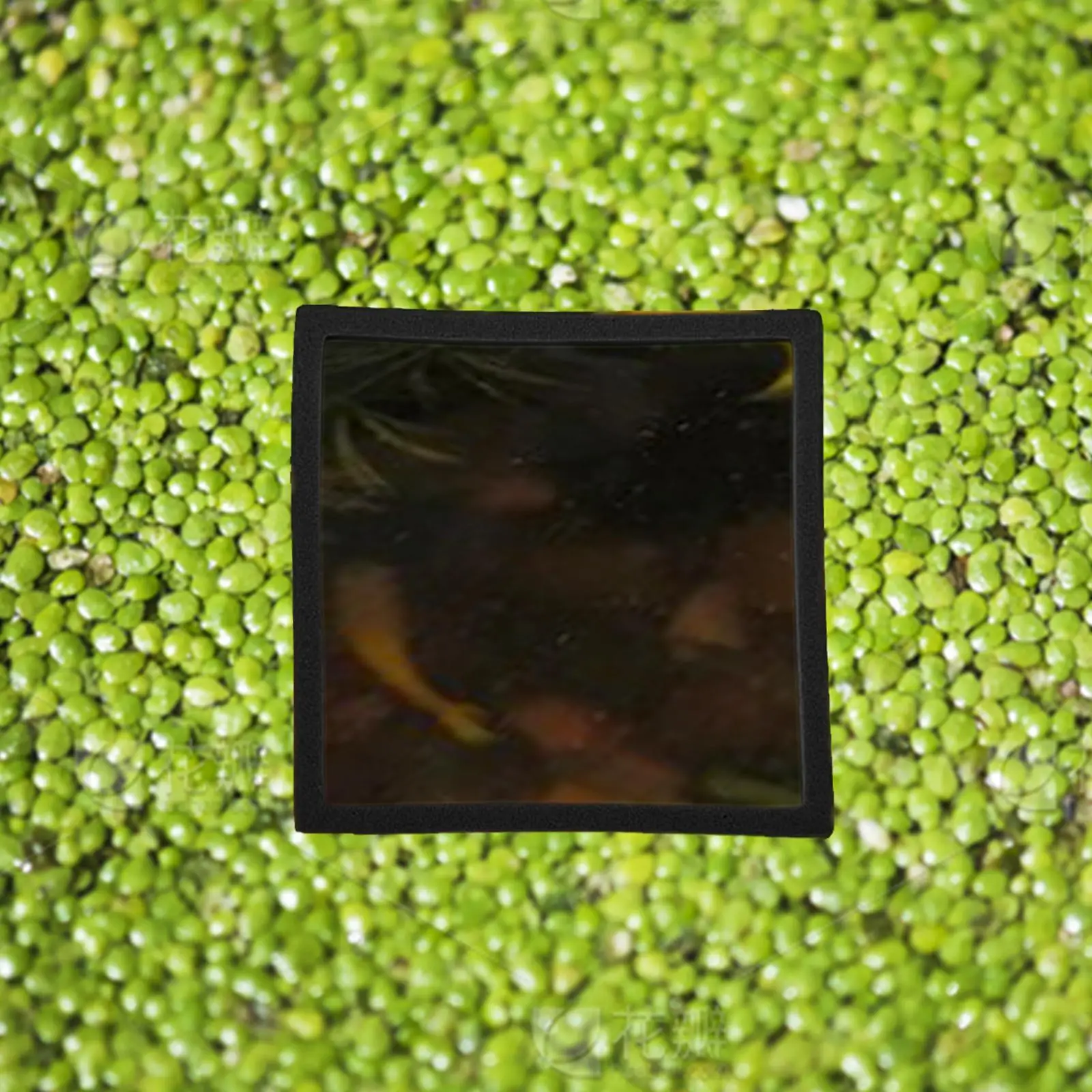5 Pieces Aquarium Floating Plant Rings Aquarium Feeding Rings Floating Plant