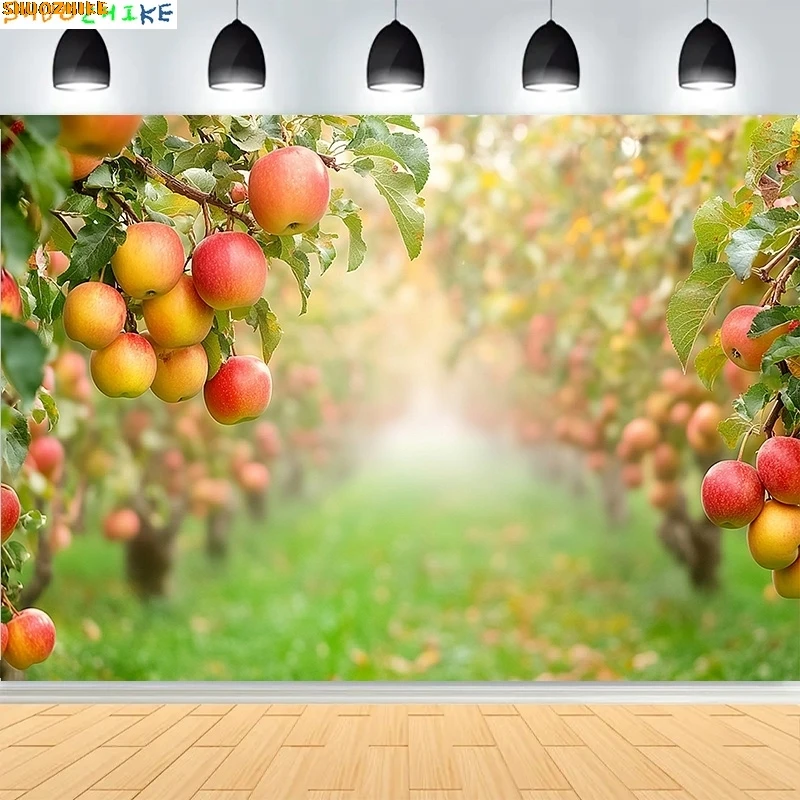 

Red Apples Tree Orchard Harvest Photography Backdrops Garden Sunlit Natural Tranquil Fruit Party Deco Photo Background PG-03