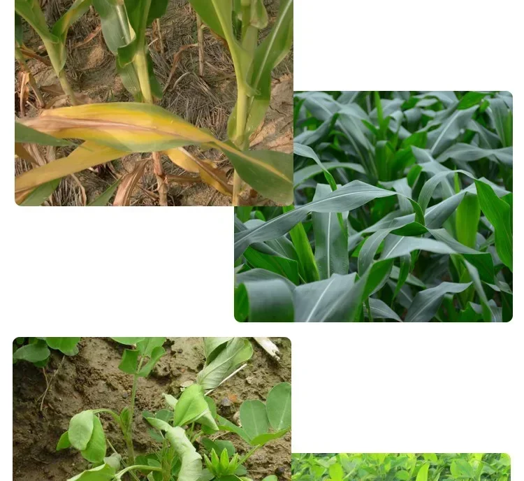 20g Soluble Cytokinin Fertilizer Plant Food Root Growth Medicinal Hormone Garden Bonsai Crop Increase Yield Improve Resistance