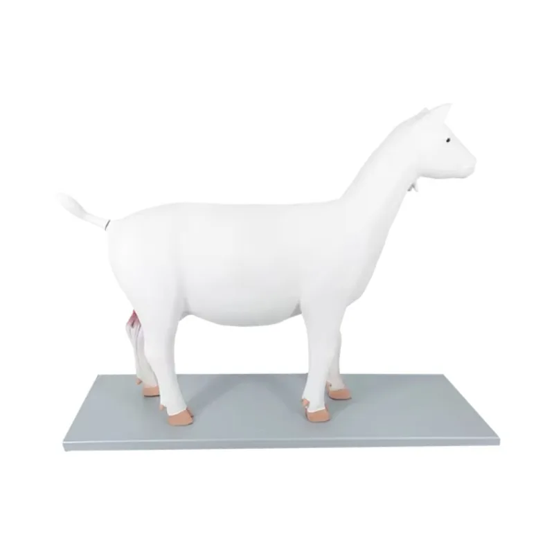 

PVC Sheep Anatomy Model for School Teaching Agricultural Science Biology Educational Toy