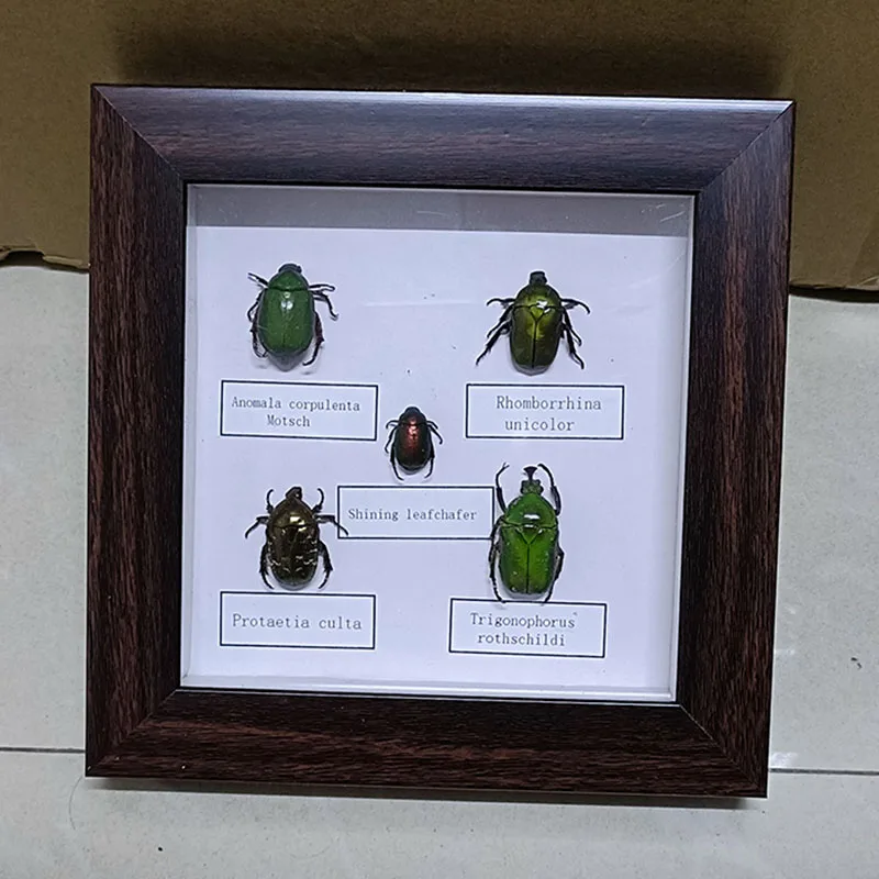 

Gorgeous Gold Beetle Specimens in a 5 Piece Set, Mounted in Frames for a Unique Home Decor Look