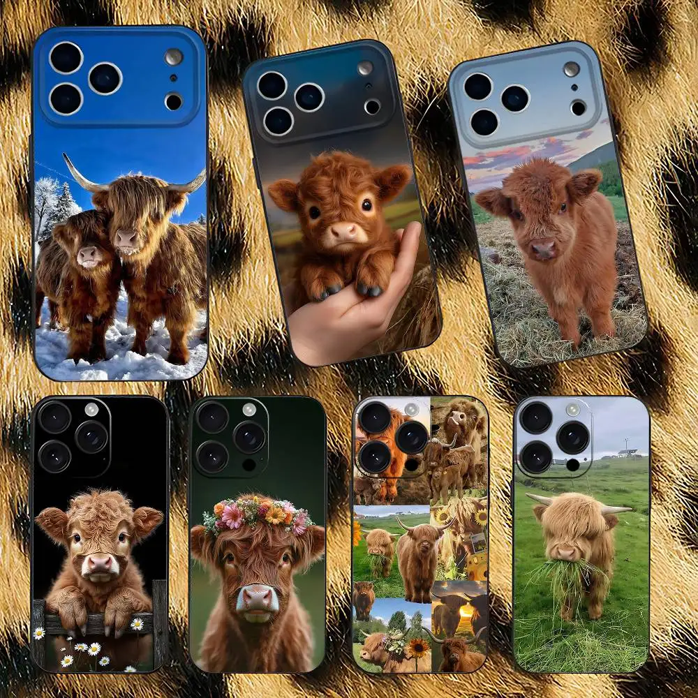 Cute Highland Cow P…