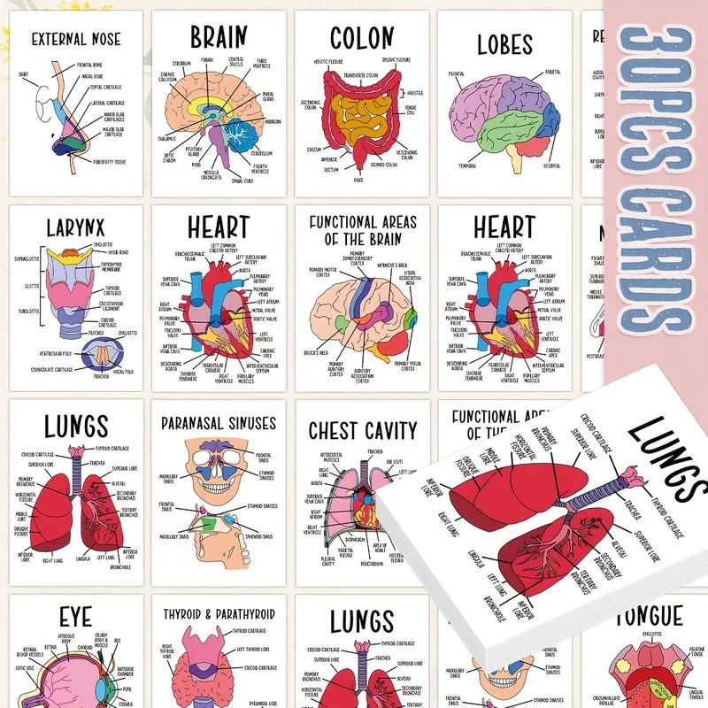 30 PCS Human Anatomy Flash Cards, Illustrated Labeled Organ Cards for Nursing, Biology & Physiology Students