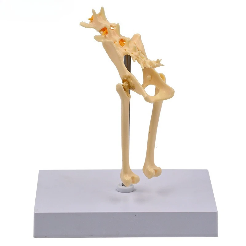 cat pelvis model cat skeleton lumbar coccyx spinal nerve teaching tool