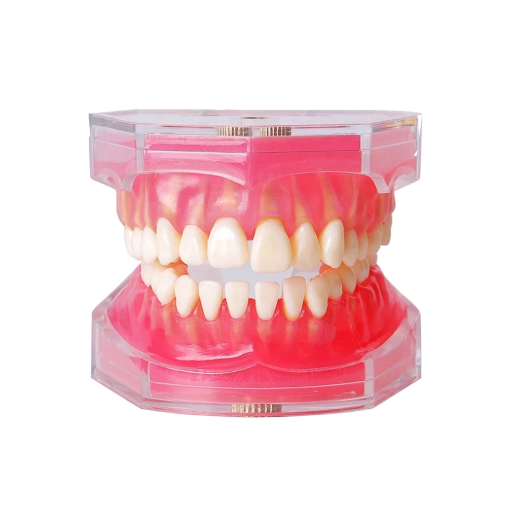 Dental Model Standard Teaching Typodont Soft Gum Teeth Model Training Teeth Jaw Models 28 Removable Teeth Dentistry Lab Model