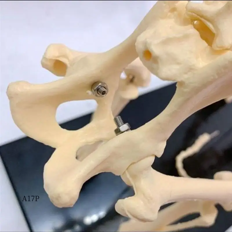 

AP-Dog Skeleton Model Dog Anatomy Animal Teaching Model Laboratory Veterinary Teaching Demonstration Tool 1 Piece PVC