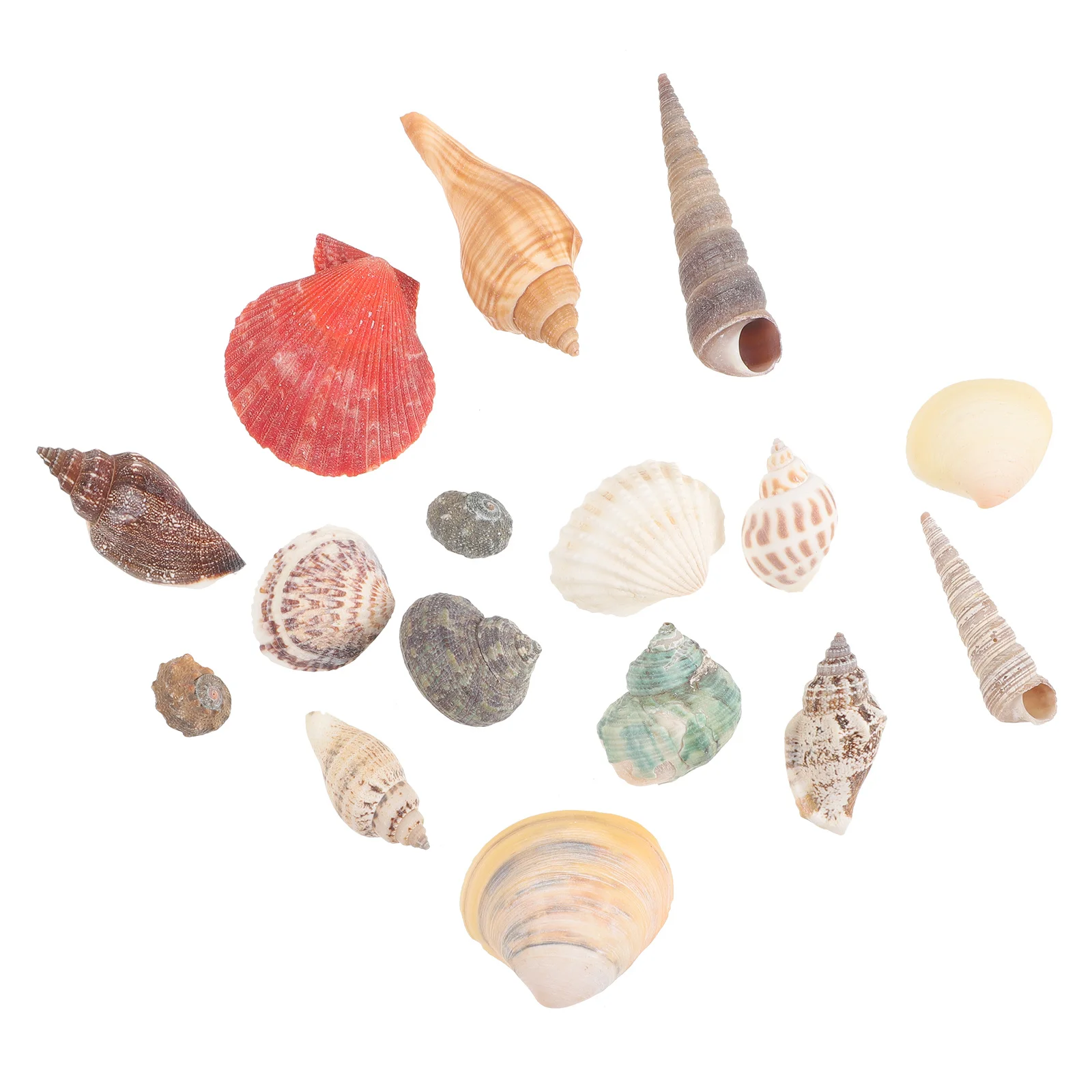 

1 Box Shells for Decorating Exquisite Conch Adorn Delicate Details Home Beach Decor DIY Craft Vase Wreath Party Accents