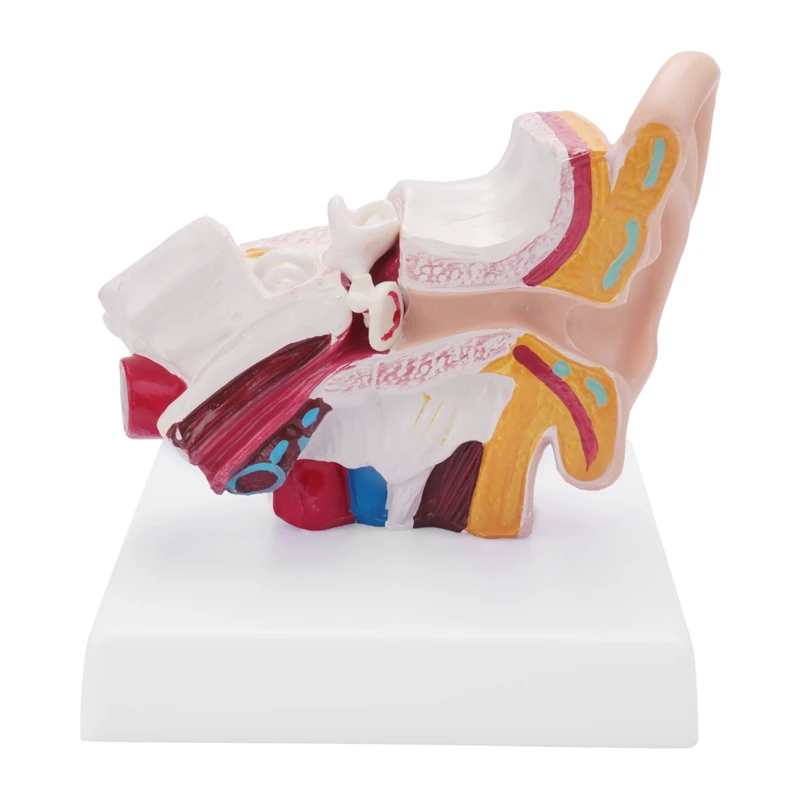 

1.5 Times Human Ear Anatomy Model Showing Organs Structure Of The Central And External Ears Teaching Supplies