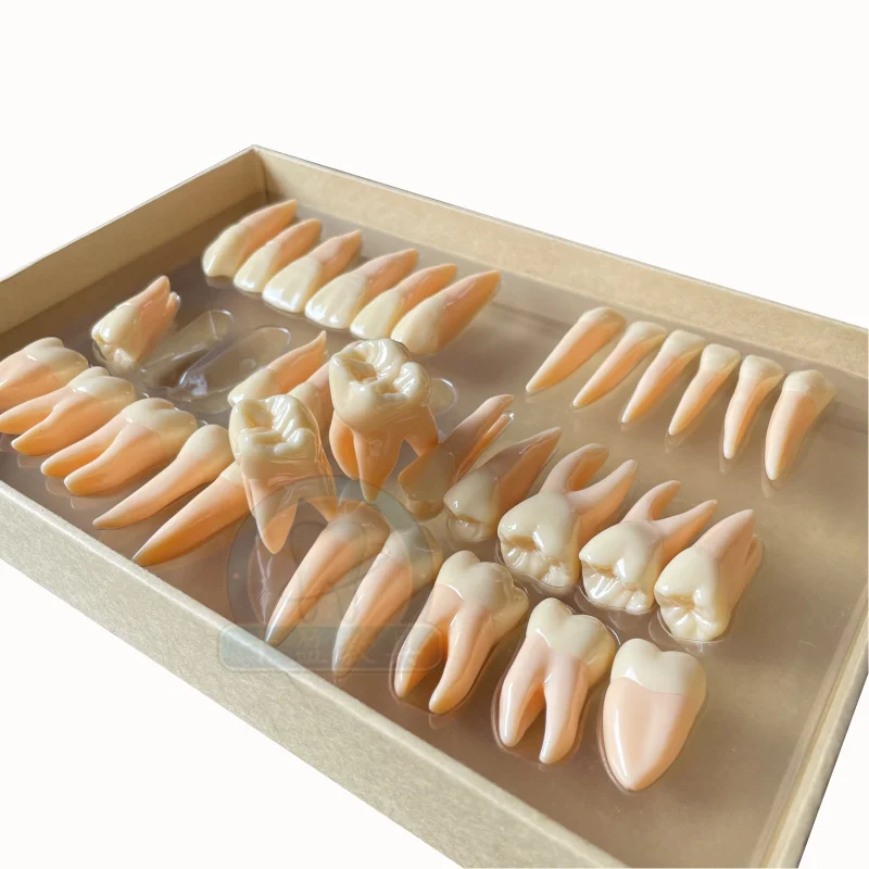

Dental Model 2.5x Dual-color Permanent Tooth Carving for Guiding Oral Cavity Anatomy with Tooth Roots and Bodies Tools