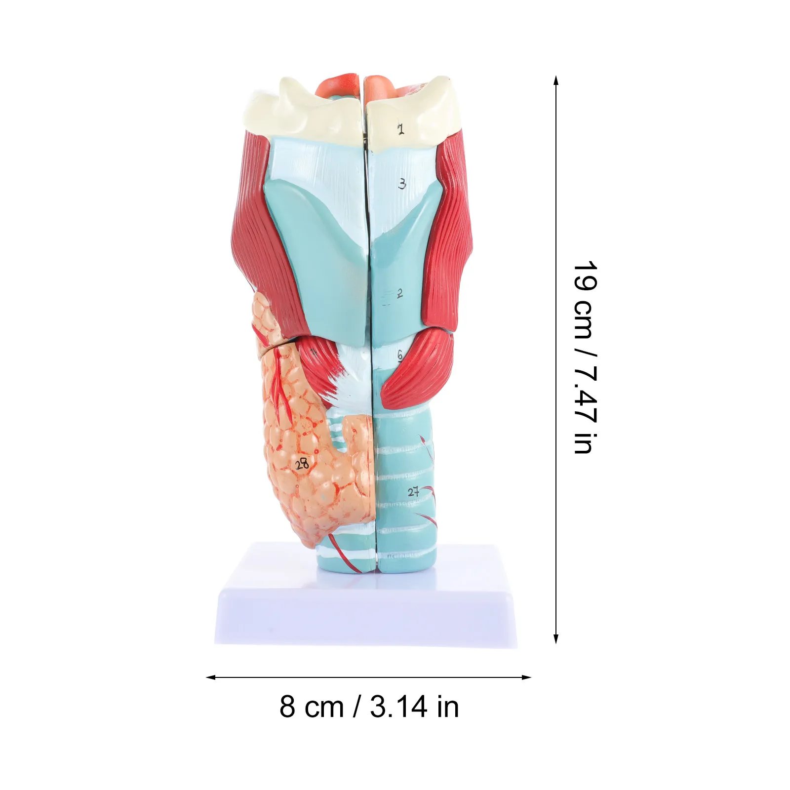 PVC Laryngeal Anatomy Human Throat Teaching Aid Detailed Structure School Anatomy Science Display Laryngeal Structure Model