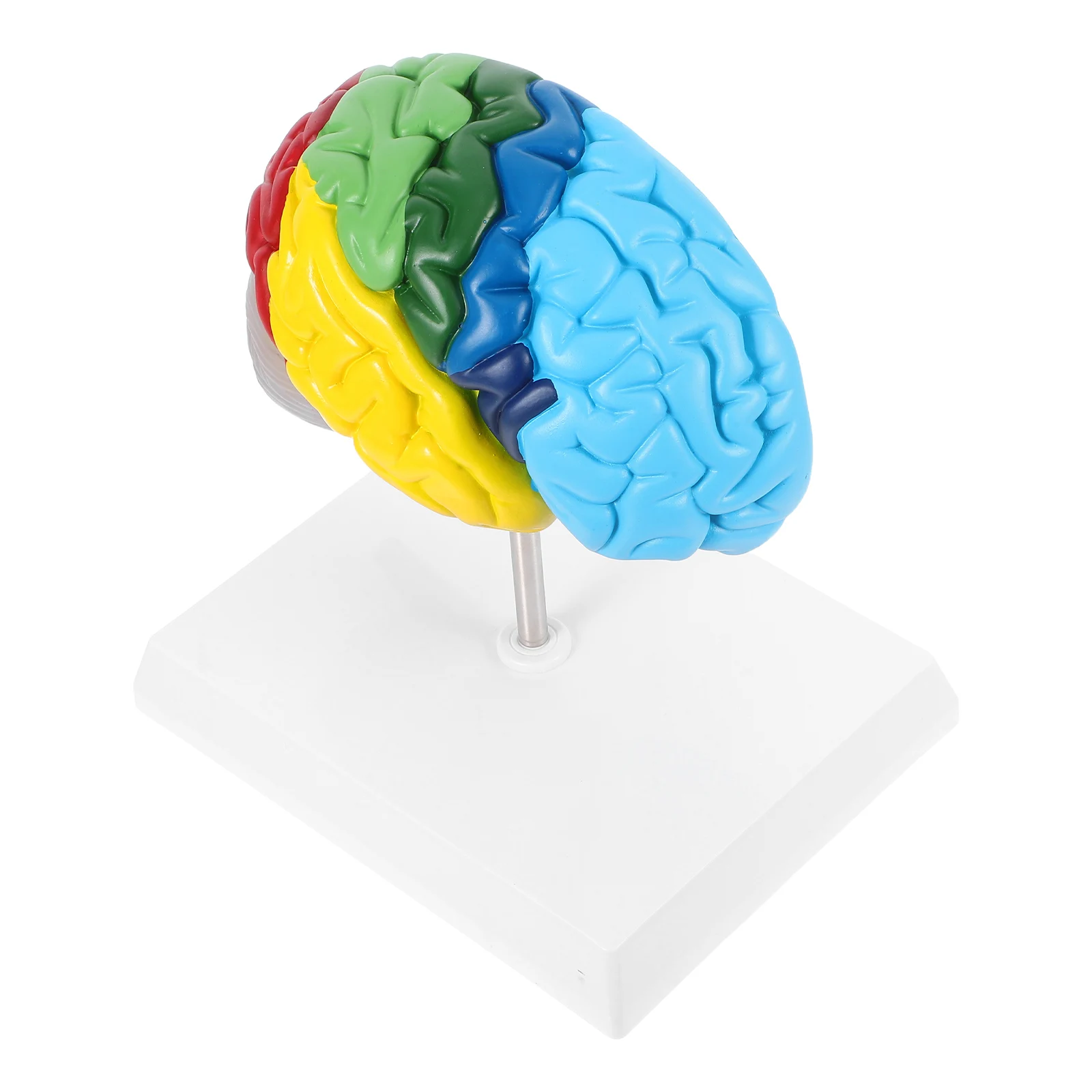 

Human Brain Models 1:1 Scale Anatomy Model For Neuroscience Learning Teaching Science Classroom Study Display Medical Model