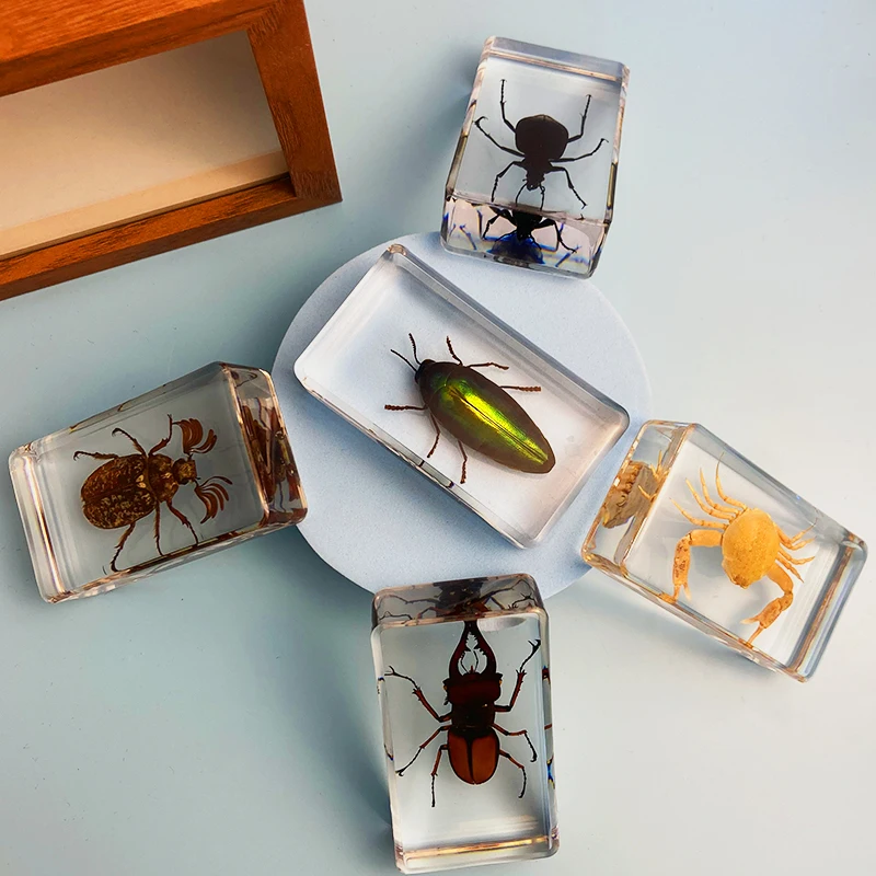 Children's Real Insect Specimens Resin Amber Cicada Cicada Centipede Black Scorpion Spade Beetle Spider Carapace Crab Turtle
