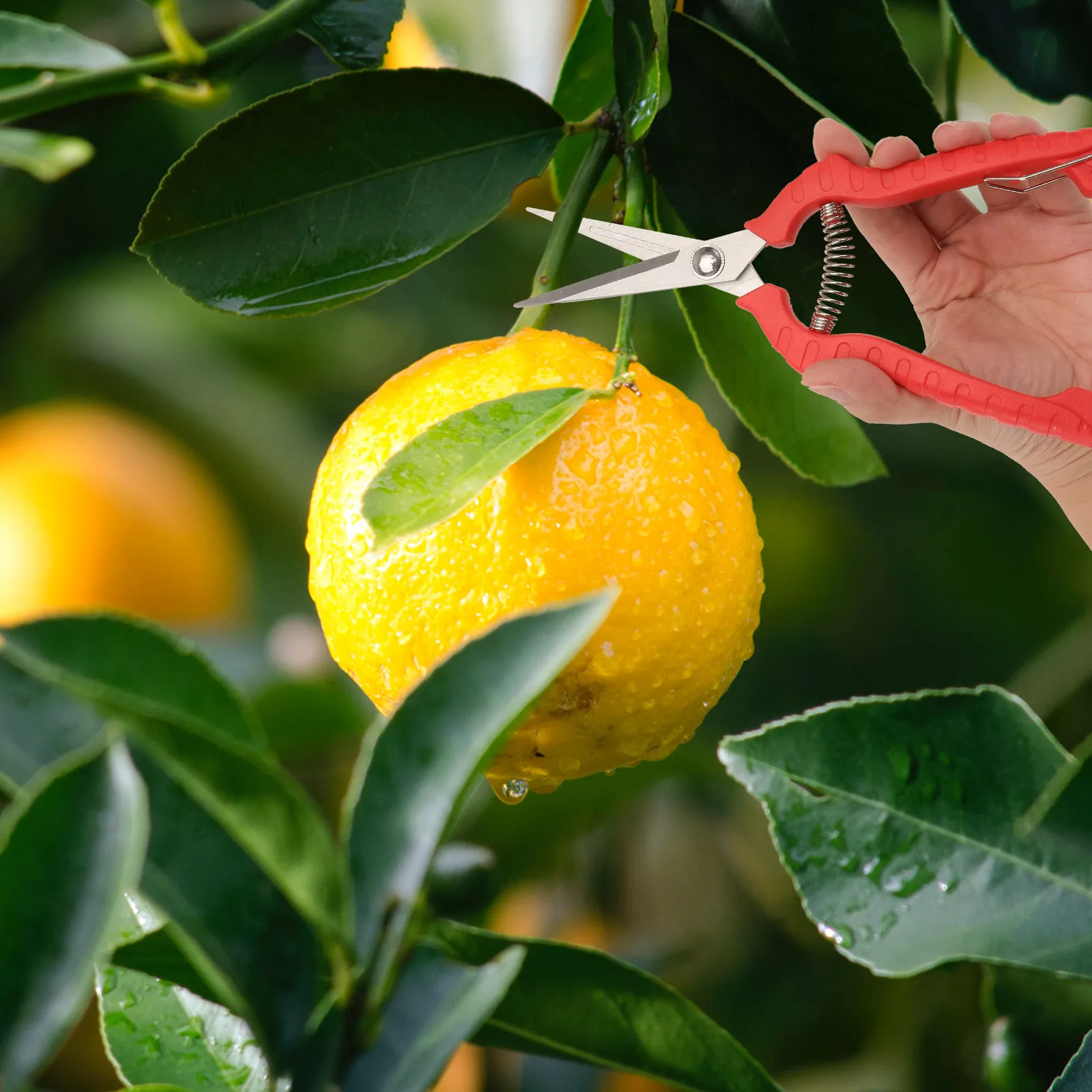 

Набор из 2 прочных секаторов с эргономичными ручками для точной обрезки веток, ухода за цветами и сбора фруктов, удобные для переноски