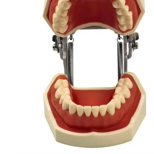 Teeth Model Tooth Preparation Exercise Model Removable Tooth Teaching Model with Screwdriver Dental Tools