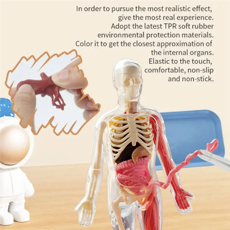 

AEE7-DIY Assembly Of Noctilucent Human Organ Skeleton Model Anatomy For Early Childhood Biology Teaching Primary Secondary