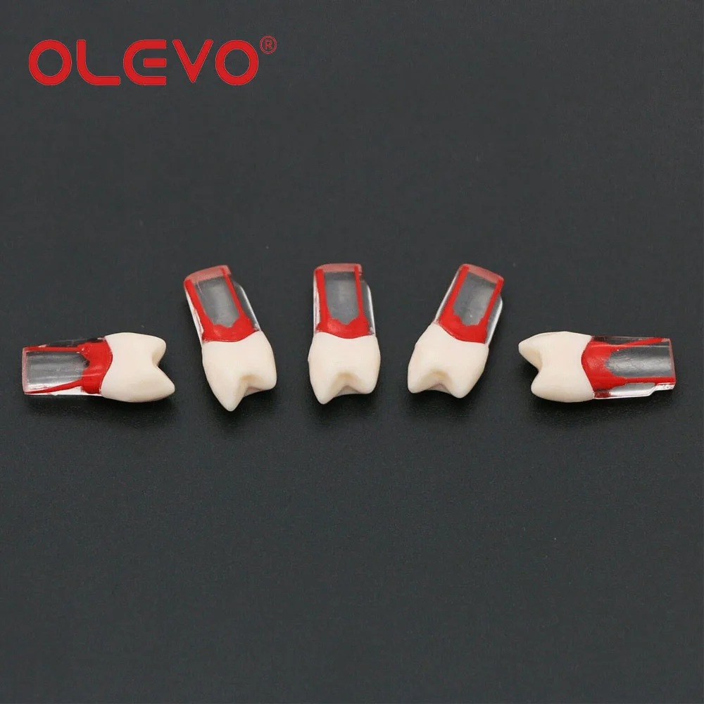 OLEVO-limas de pulpa de endodoncia para dientes dentales, bloques de práctica endodóntica, modelo de resina transparente, Material de Odontología de 10 tamaños, M8006