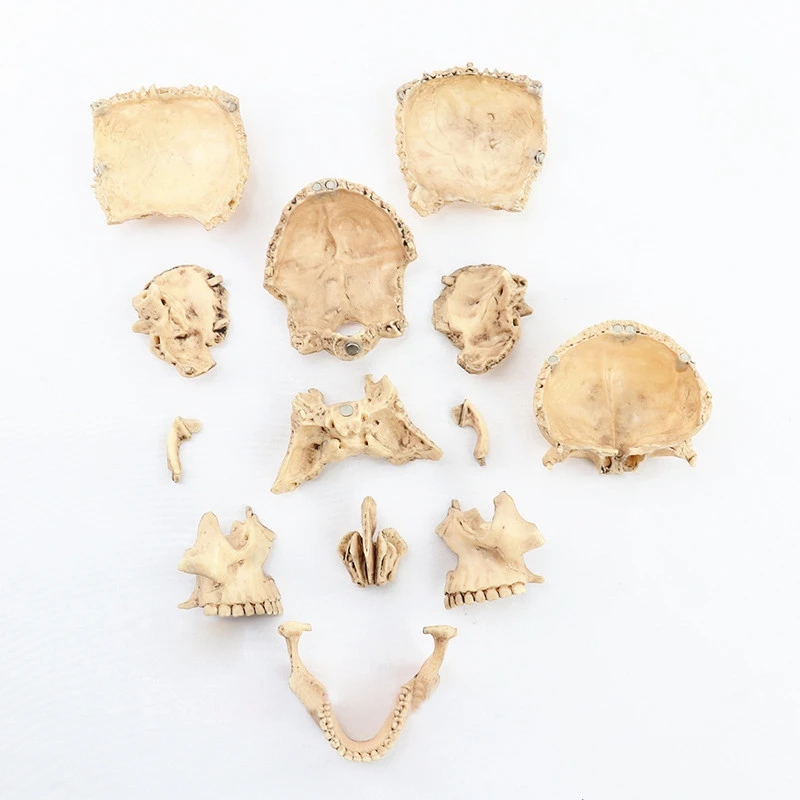 1:2 Disassembled Skull Anatomical Model Anatomy Skeleton Skull Model Detachable Teaching Supplies Tool