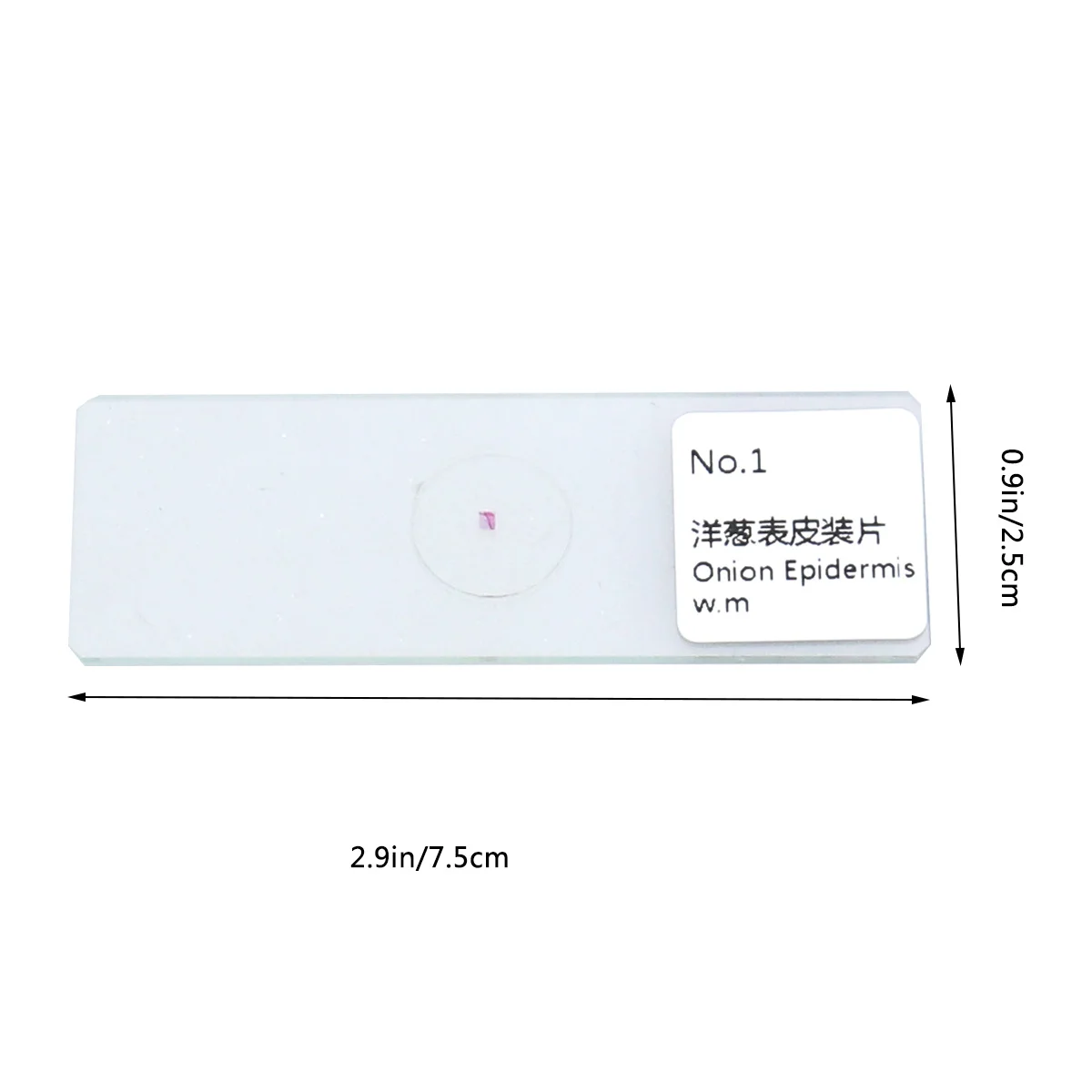 /مجموعة شرائح مُجهزةة في علم الأحياء عينات عينات زجاجية للمجهر أدوات تعليم العلوم شرائح عينات عينات الأحياء #4