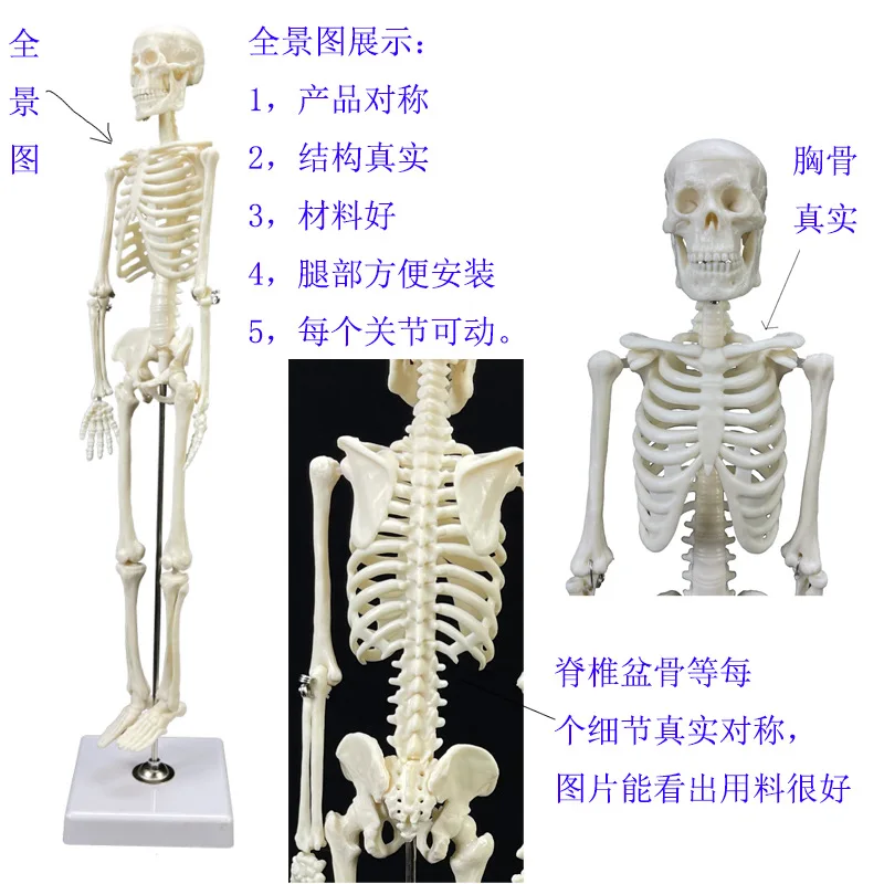 Bone cervical vertebra Lumbar vertebra Human skeleton Human anatomical model