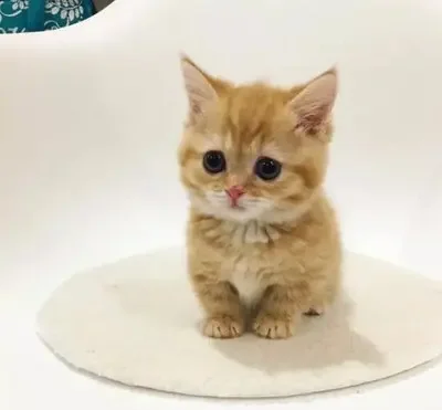 

1Lot Plastic Material For 2015-2018 Subaru FORESTER SJ Special Car Phone Holder Fixed Bracket Stand Mobile Gravity Linkage