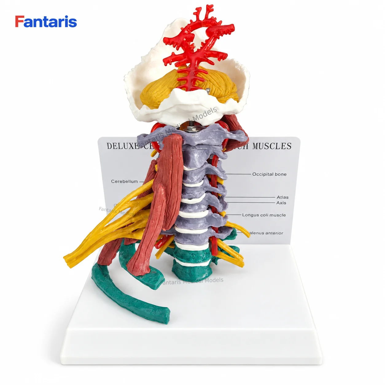 Fantaris Colorful Advanced Cervical Spine Anatomy Model with Muscles Brain Stem Nerves PVC Teaching Aid with Guide Card