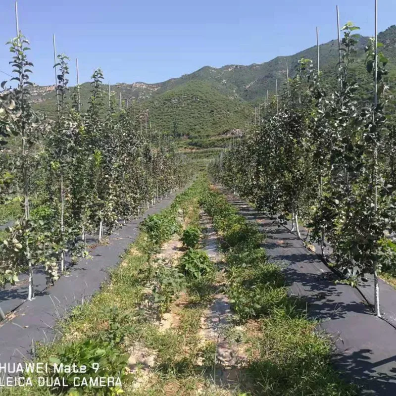 2025ทอผ้าควบคุมวัชพืชกระดาษคลุมพลาสติกการเกษตรหรือสวน