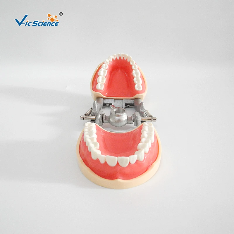 Manufacture 200H Standard Dental Cast Model